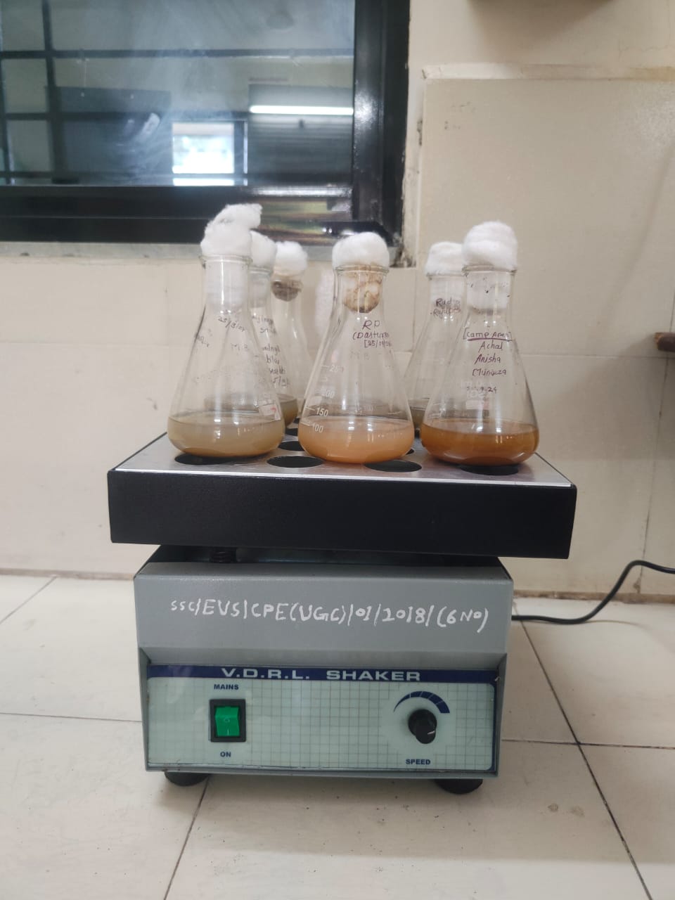 Shaking of flasks at 150 rpm