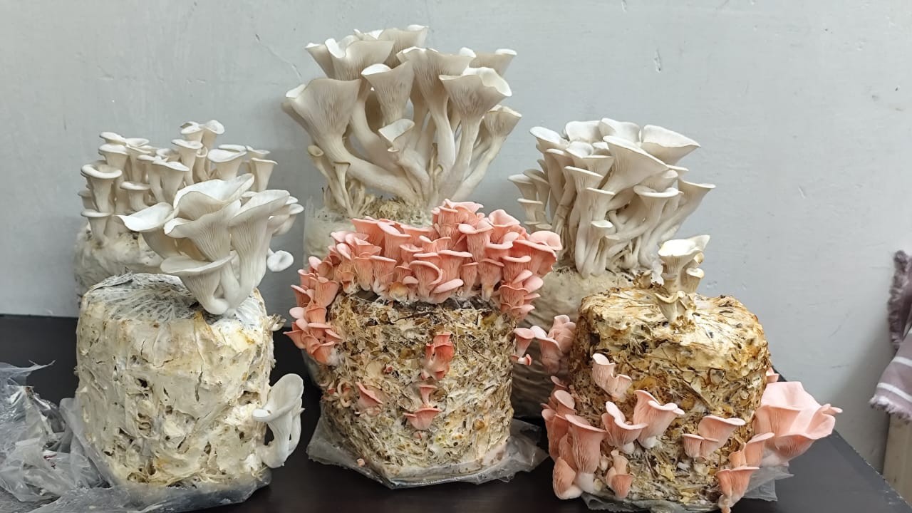 Cultivated mushrooms 
