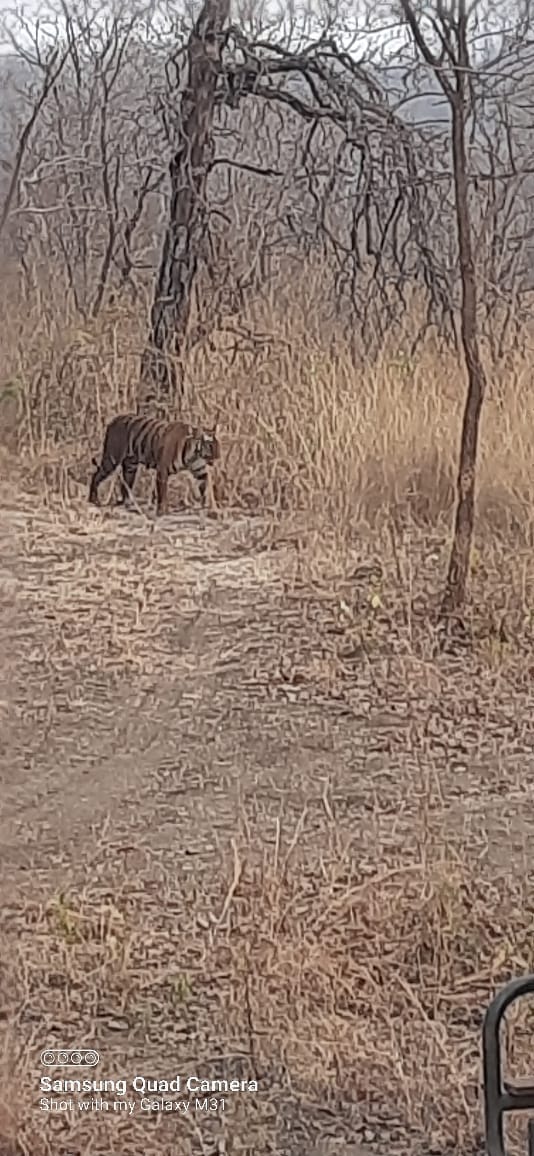 Tiger Sighting at Tipeshwar