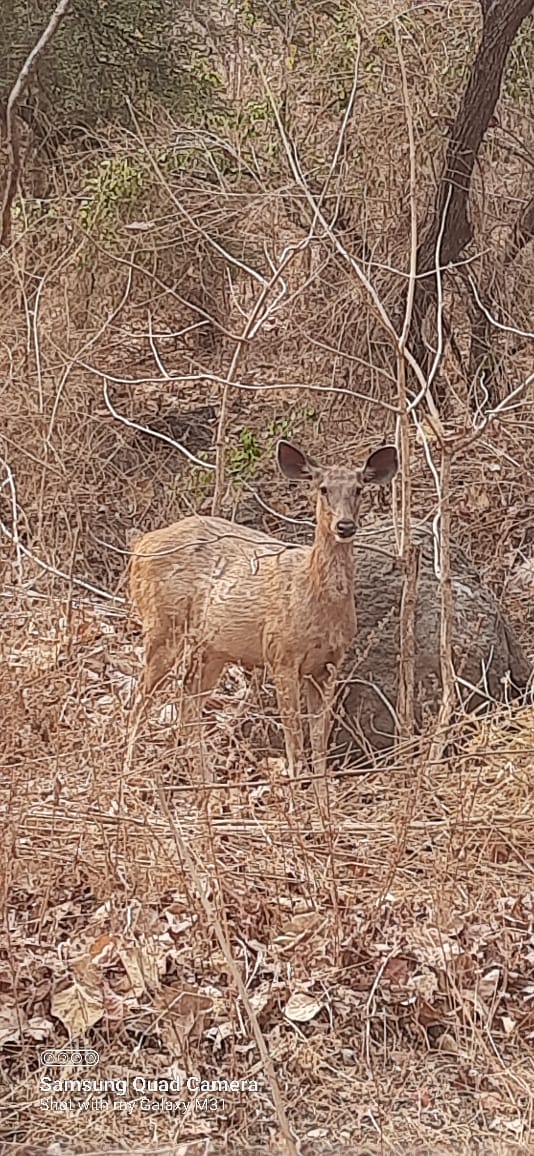 Sighting at Tipeshwar